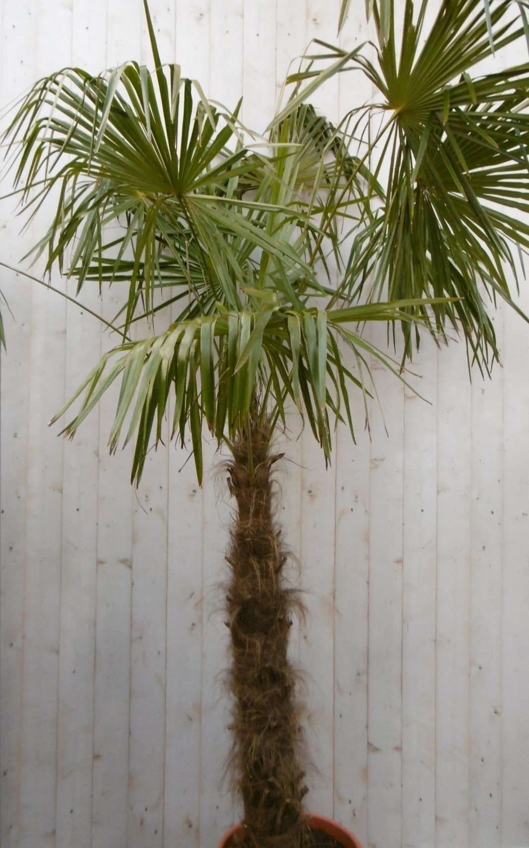 https://cdn.warentuin.nl/media/catalog/product/w/i/winterharde_palmboom_stamhoogte_100_cm_en_hoogte_250_cm_6__2_5880.jpg