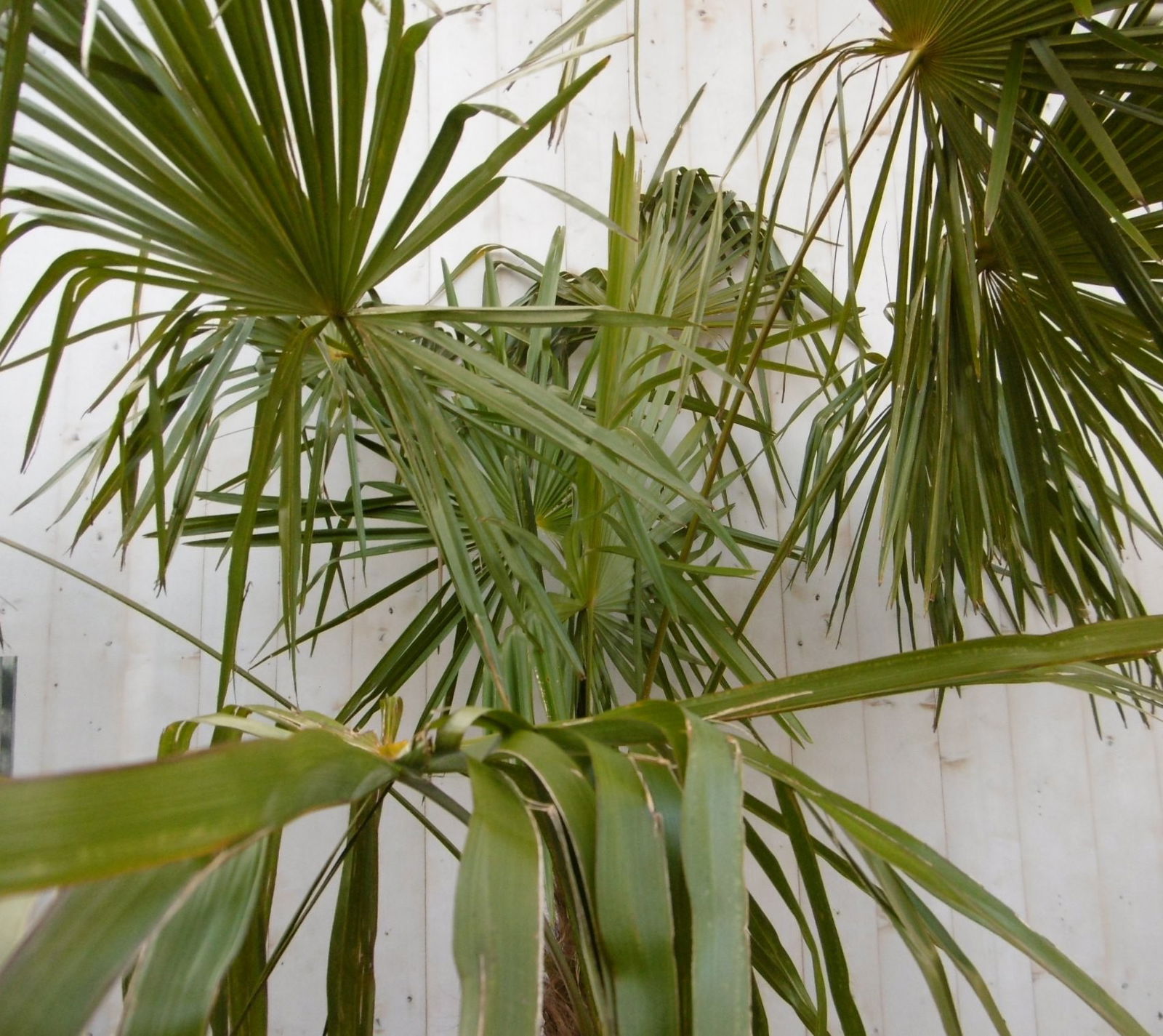 https://cdn.warentuin.nl/media/catalog/product/w/i/winterharde_palmboom_stamhoogte_100_cm_en_hoogte_250_cm_7__2_f4e8.jpg