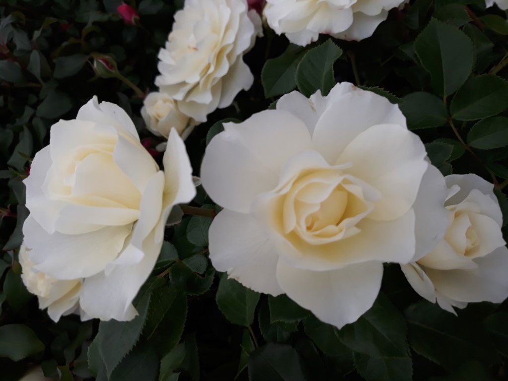 https://cdn.warentuin.nl/media/catalog/product/w/i/witte_roos_1__1_4d39.jpg