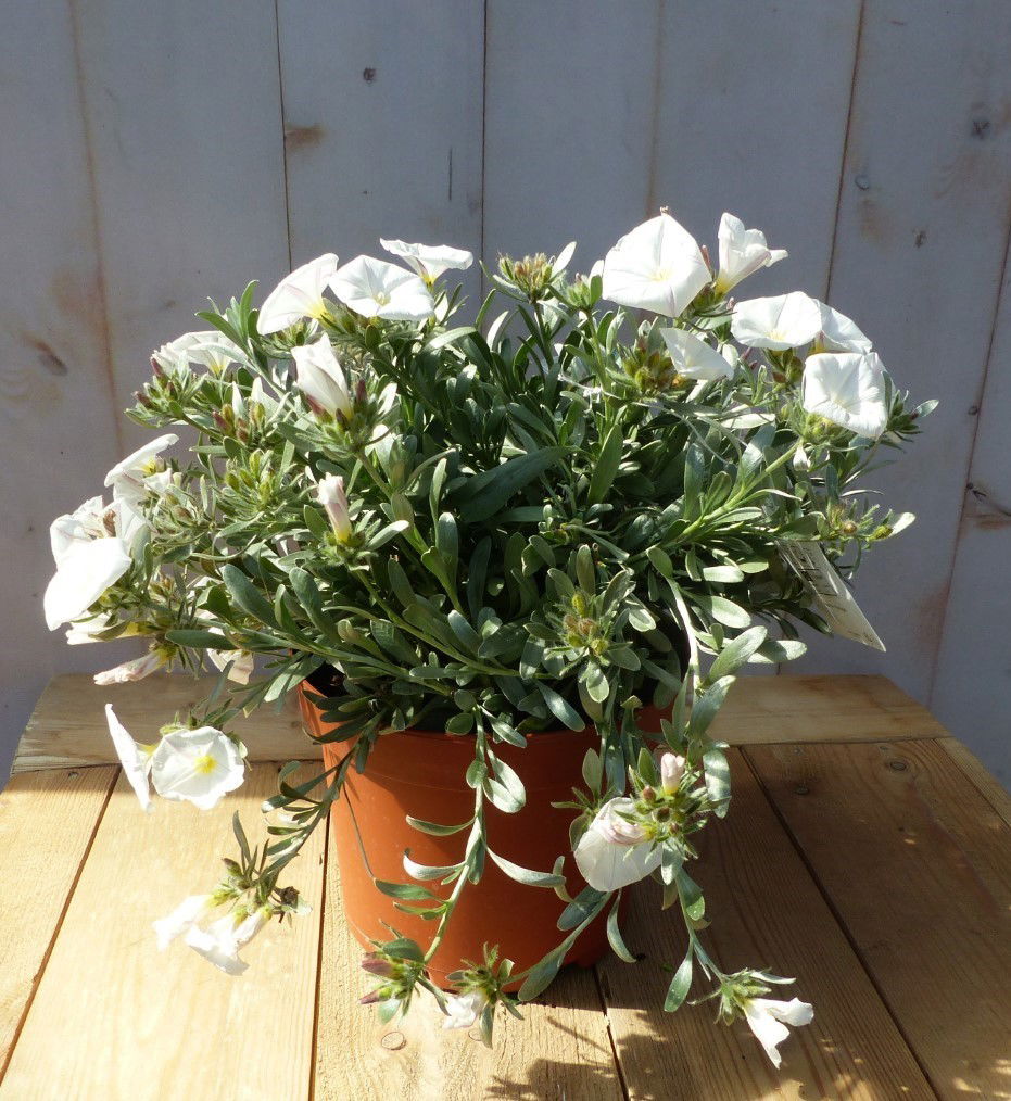 https://cdn.warentuin.nl/media/catalog/product/z/i/zilverwinde_klaar_d66a.jpg