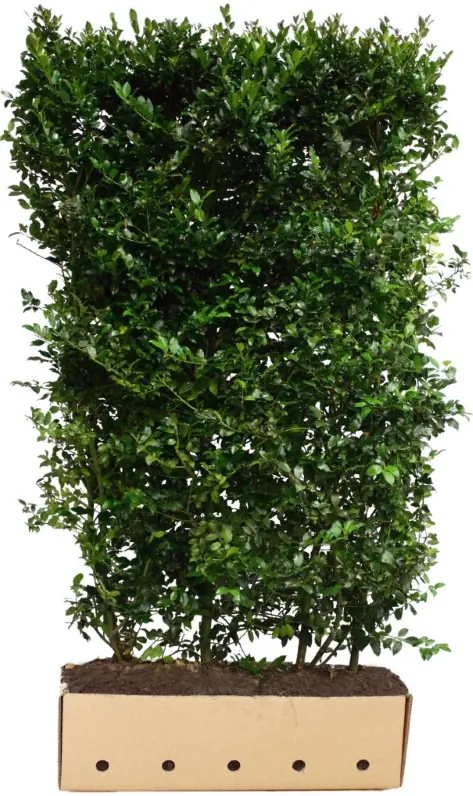 Kant & klaar haag Ilex meserveae Blue Prince 200 x 100 cm breed Amerikaanse hulst Quickhedge