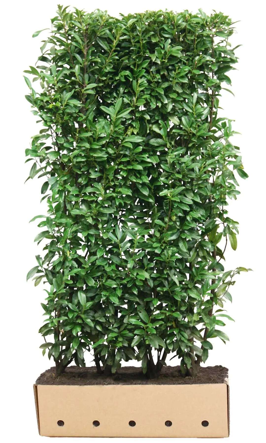 Kant & klaar haag Prunus laurocerasus Genolia 200 x 100 cm breed Laurierkers Quickhedge