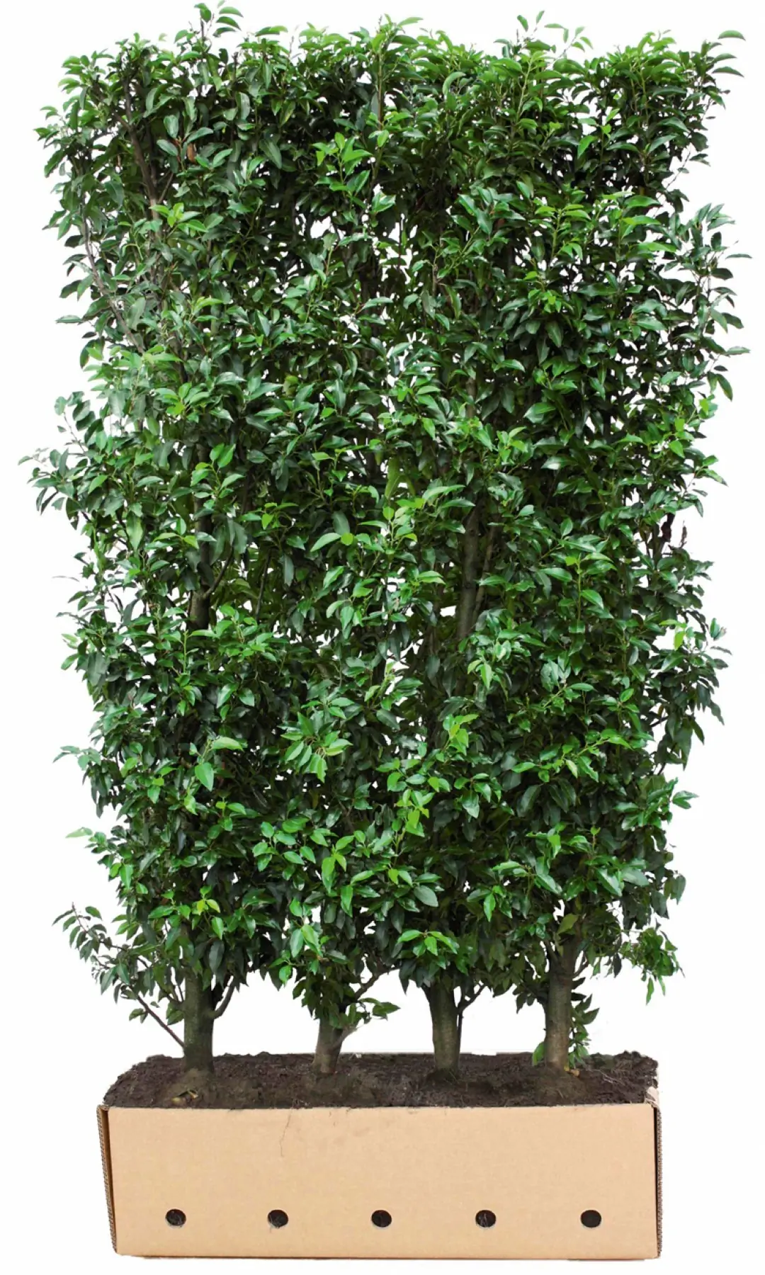 Kant & klaar haag Prunus lusitanica Angustifolia 150 x 100 cm breed Portugese laurier Quickhedge