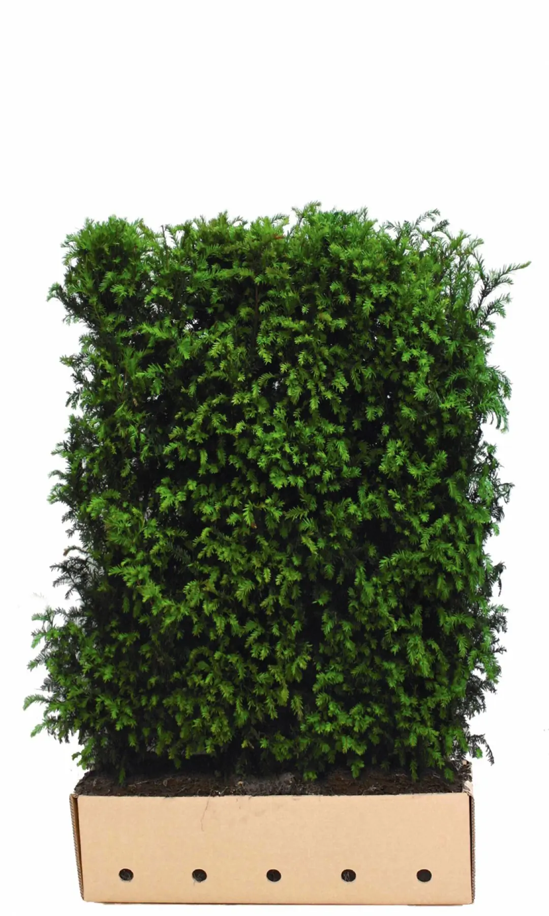 Kant & klaar haag Taxus baccata 80 x 100 cm breed Venijnboom Quickhedge