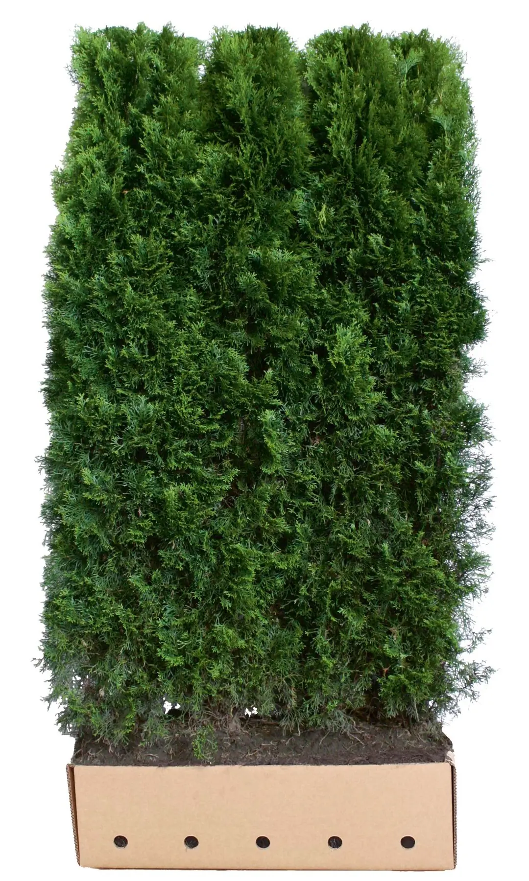 Kant & klaar haag Thuja occidentalis smaragd 200 x 100 cm breed Westerse levensboom Quickhedge