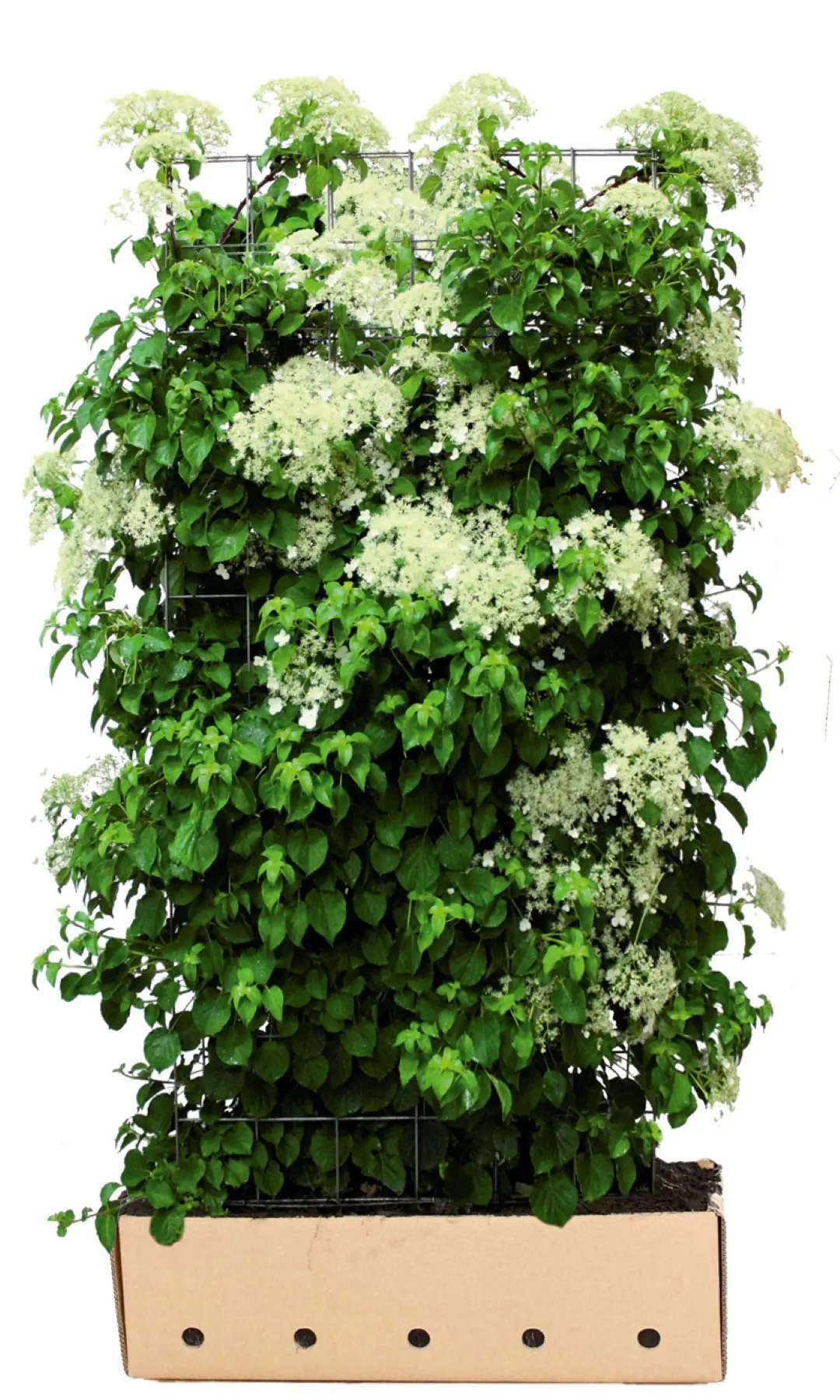 Kant & klaar haag Hydrangea anomala petiolaris 180 x 100 cm breed Klimhortensia Quickhedge