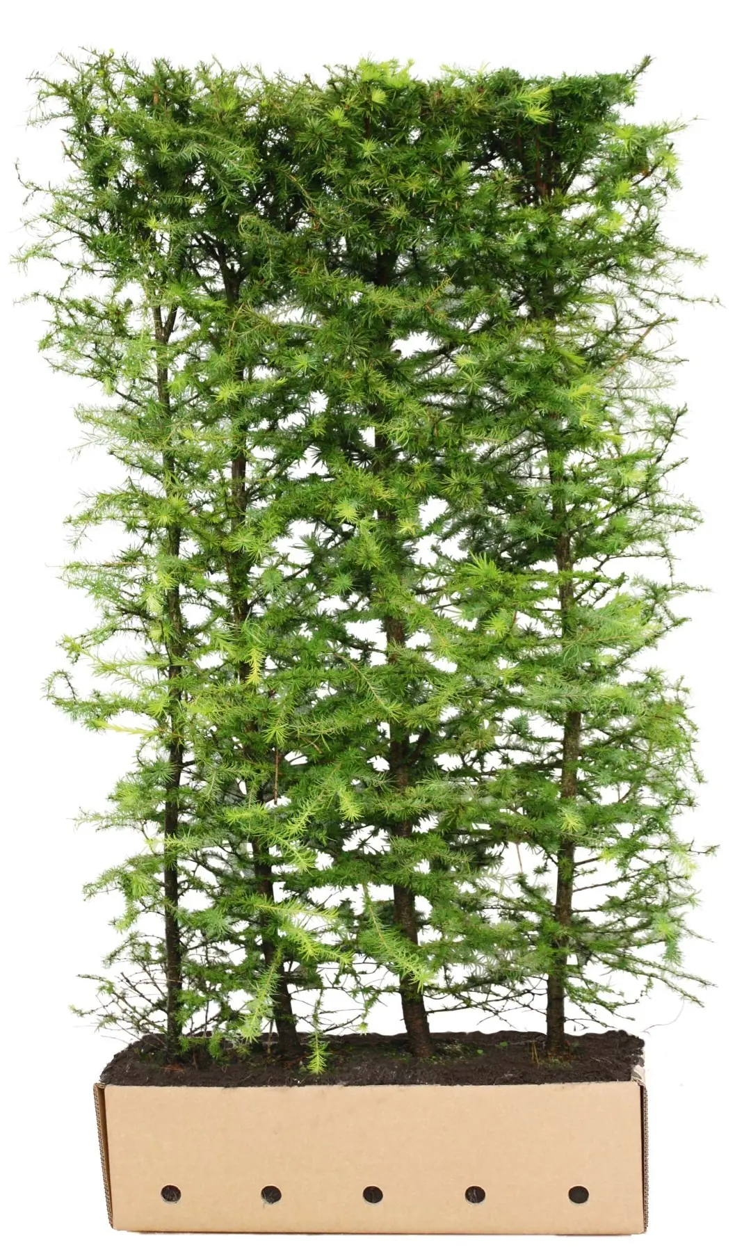 Kant & klaar haag Larix kaempferi 200 x 100 cm breed Japanse lork Quickhedge