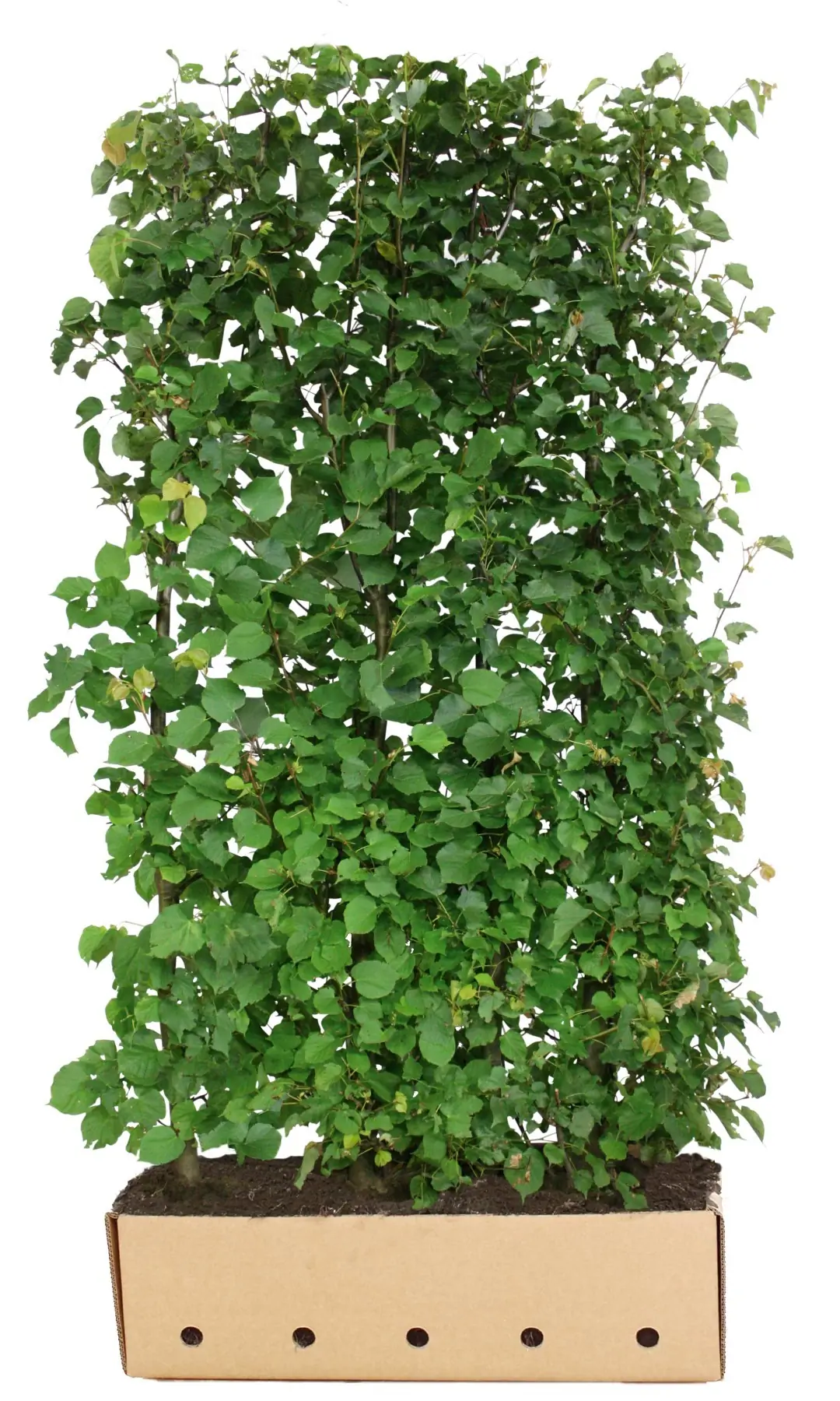 Kant & klaar haag Tilia cordata 200 x 100 cm breed Winterlinde Quickhedge