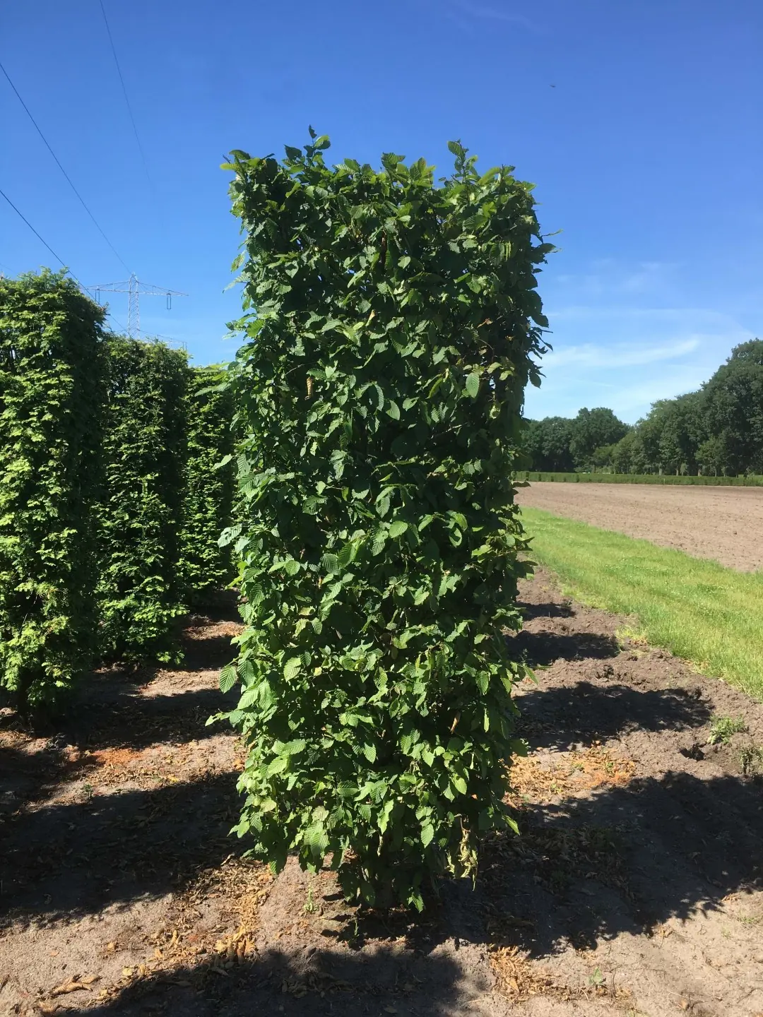 Kant & klaar haag Carpinus betulus purpurea blokhaag H250 x B80 x L80 cm Haagbeuk Quickhedge