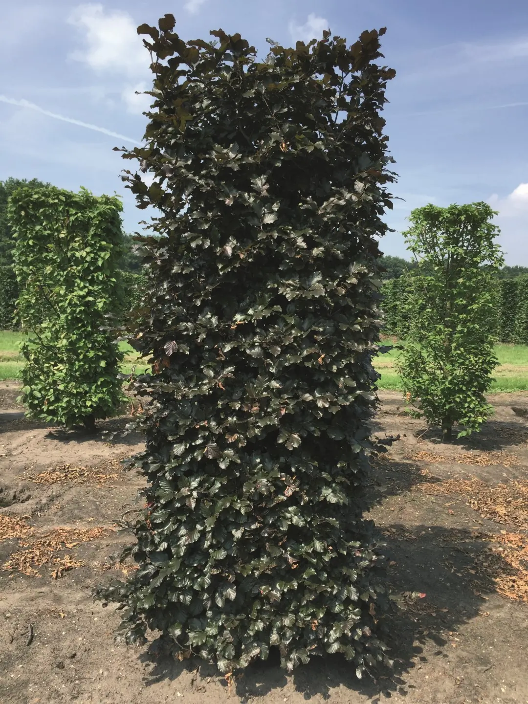 Kant & klaar haag Fagus sylvatica atropunice blokhaag H250 x B80 x L80 cm Rode beuk Quickhedge