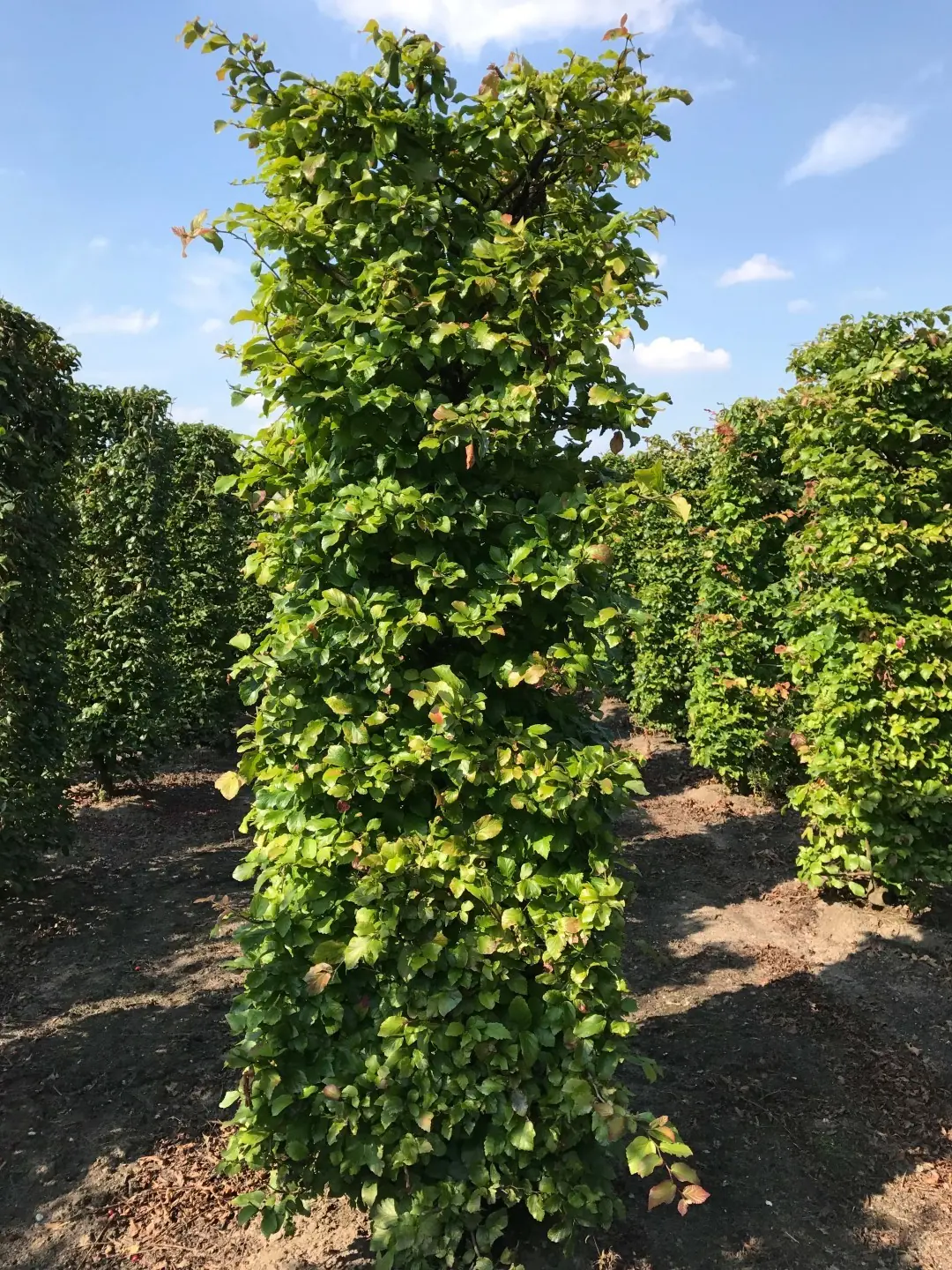 Kant & klaar haag Parrotia persica vanessa blokhaag H250 x B80 x L80 cm Persisch ijzerhout Quickhedge