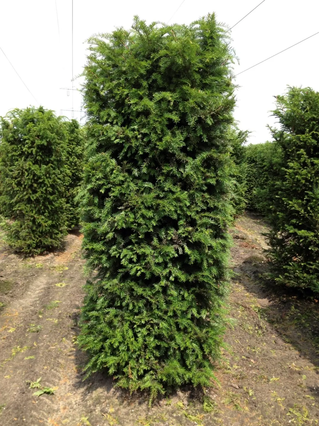 Kant & klaar haag Taxus Baccata blokhaag H250 x B80 x L80 cm Venijnboom Quickhedge