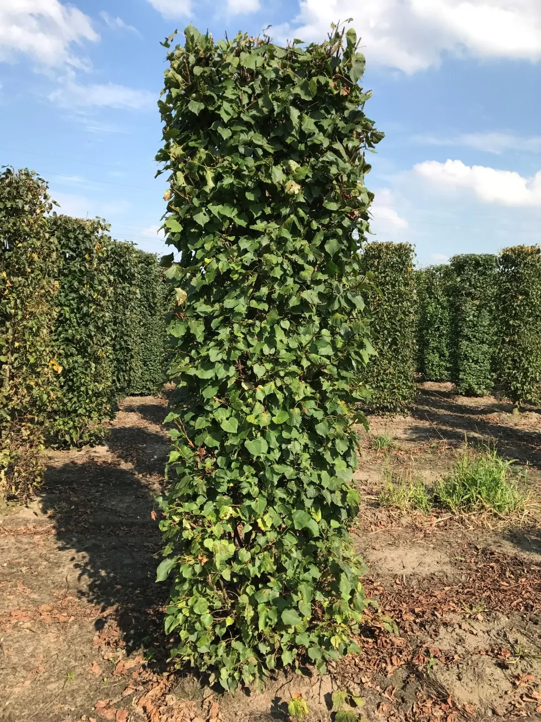 Kant & klaar haag Tilia cordata blokhaag H250 x B80 x L80 cm Winterlinde Quickhedge