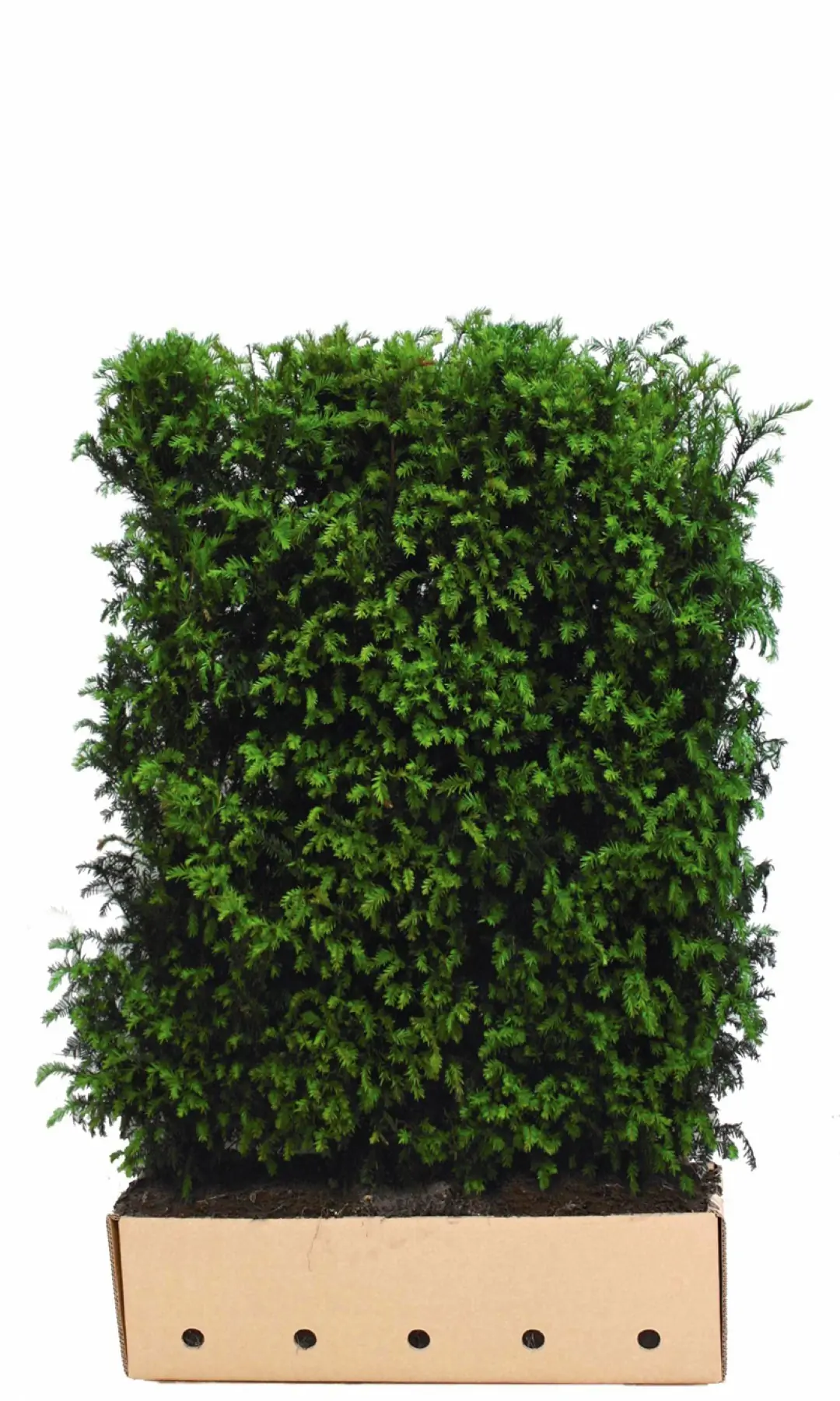 Kant & klaar haag Taxus baccata 180 x 100 cm breed Venijnboom Quickhedge
