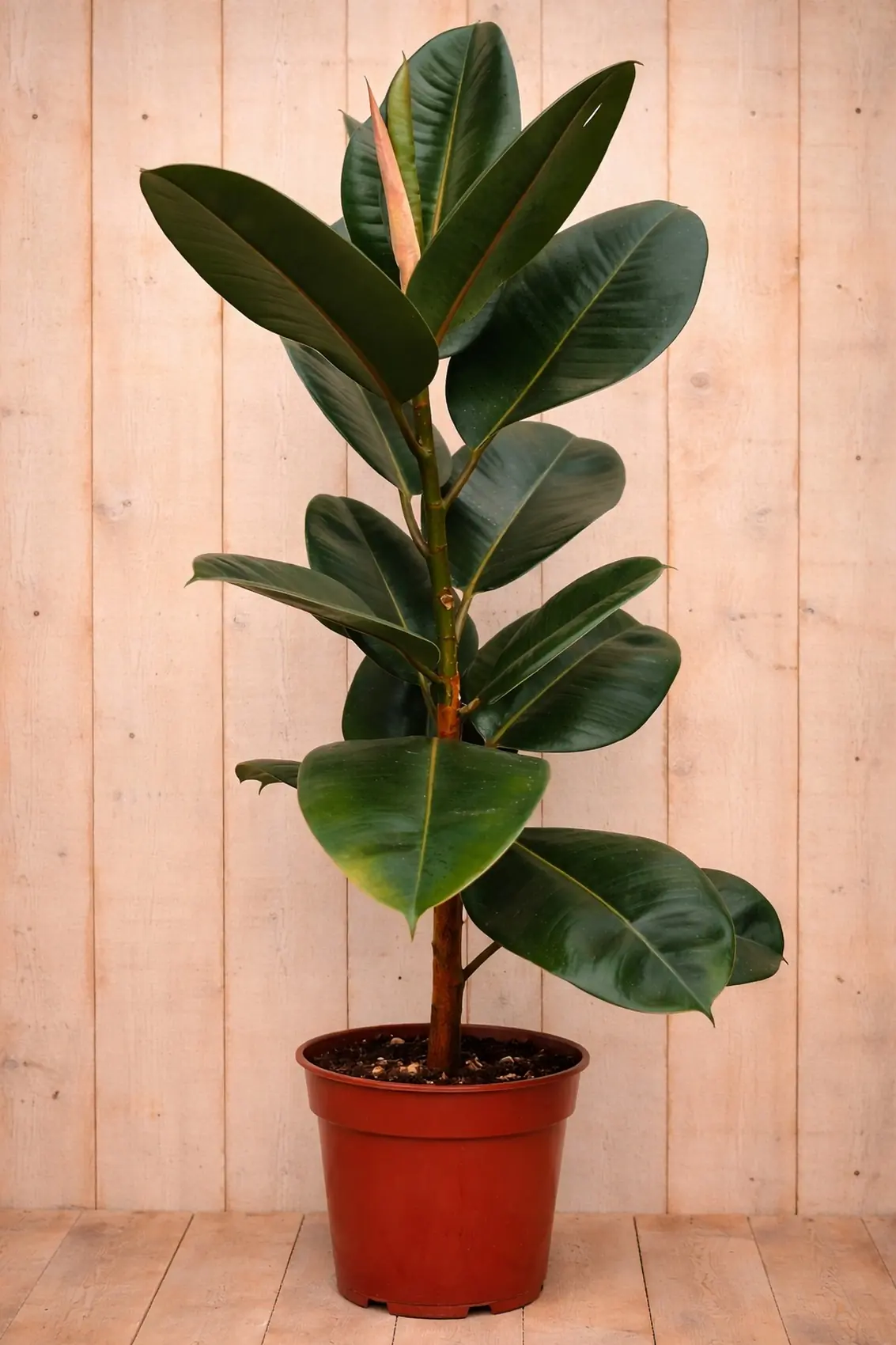 Ficus elastica robusta 80 cm 1 steel kamerplant Indische rubberboom Warentuin Natuurlijk