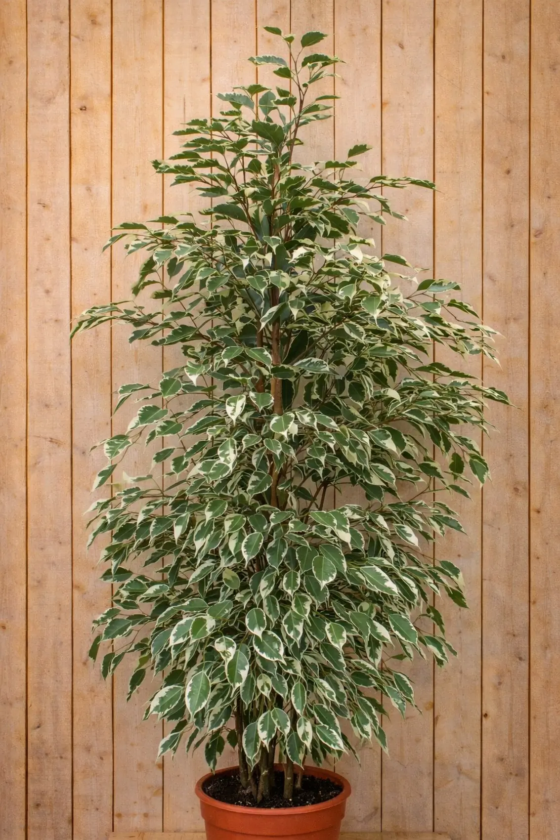 Ficus Witbont Benjamina 100 cm kamerplant Vijg Warentuin Natuurlijk