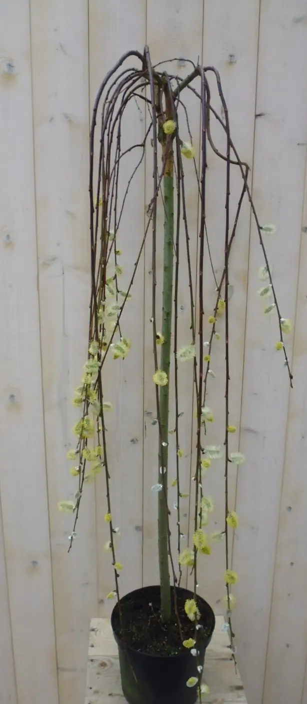Salix wilg 80 cm Warentuin Natuurlijk
