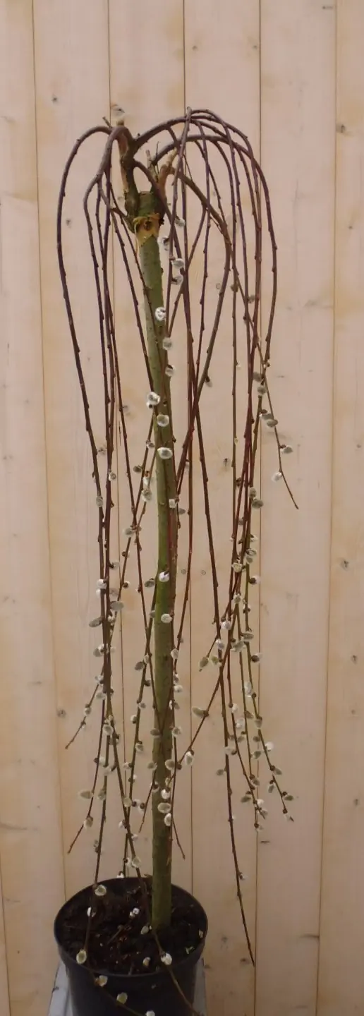 Hang wilgje geel/grijs 200 cm Salix Warentuin Natuurlijk