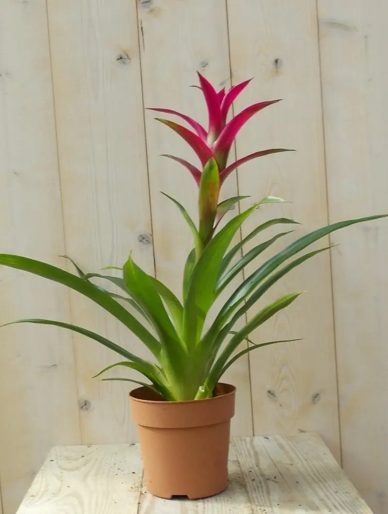 Bromelia donkerroze 30 cm Warentuin Natuurlijk