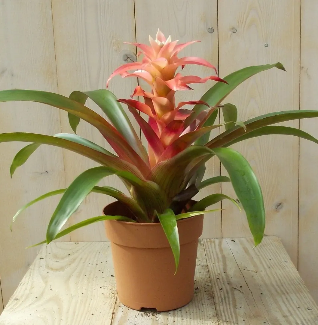 Bromelia lichtroze 30 cm Warentuin Natuurlijk
