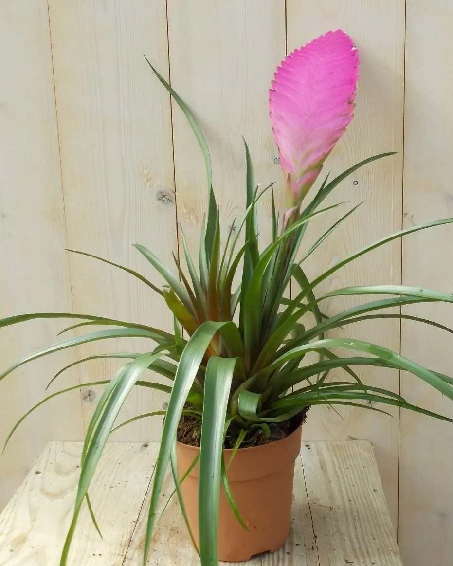 Bromelia roze 30 cm Warentuin Natuurlijk