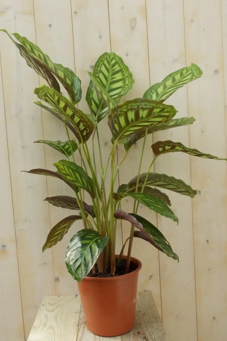 Calathea met brede bladeren lichtgroen 60 cm Pauwenplant Warentuin Natuurlijk