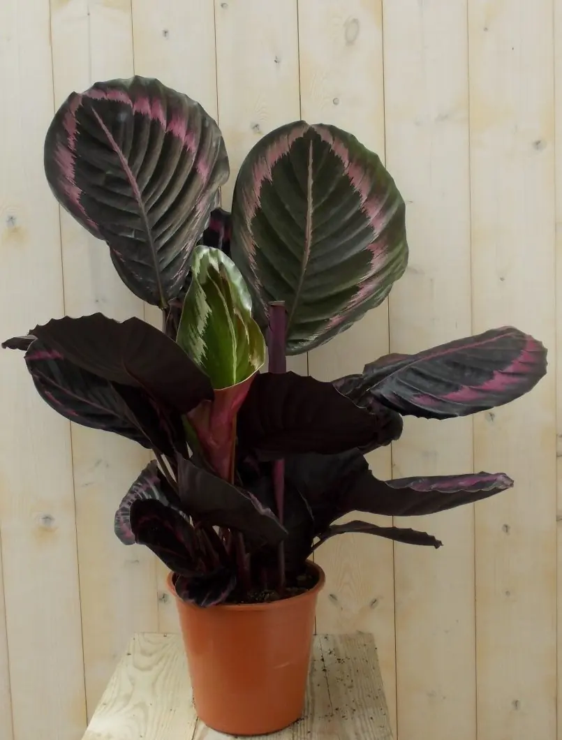 Calathea met grote bladeren donkerroze 60 cm Pauwenplant Warentuin Natuurlijk
