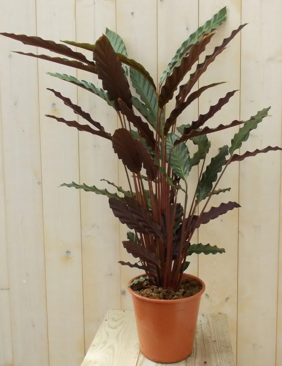 Calathea met smalle bladeren donkergroen 60 cm Pauwenplant Warentuin Natuurlijk