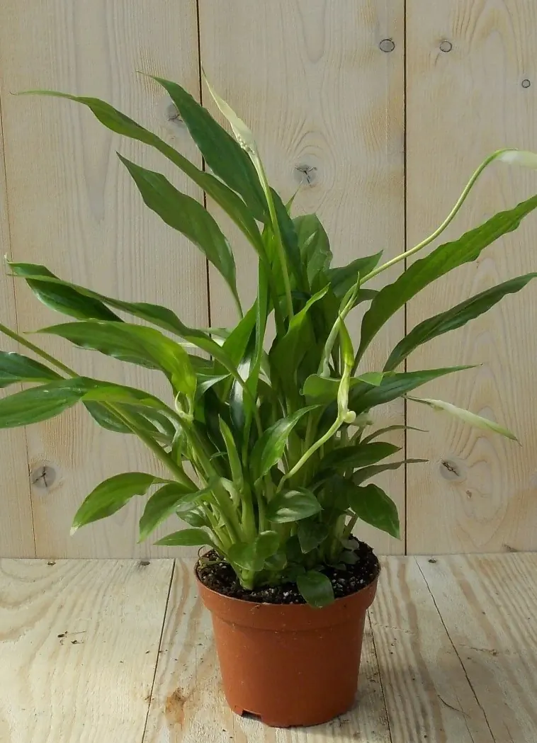 Lepelplant Spathiphyllum H30-40 cm potmaat 11 cm kamerplant Warentuin Natuurlijk