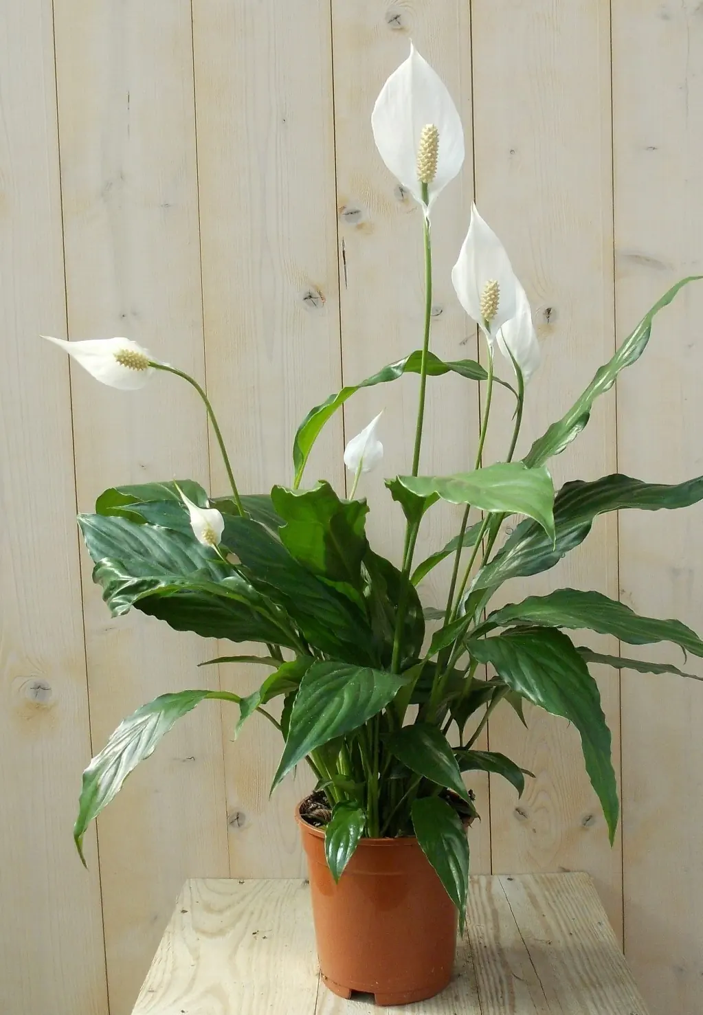 Lepelplant Spathiphyllum H50-70 cm potmaat 17 cm kamerplant Warentuin Natuurlijk