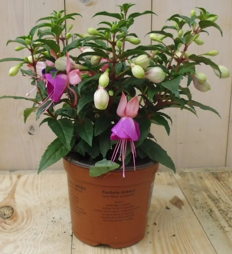 3 stuks! Fuchsia donker roze tinten Warentuin Natuurlijk