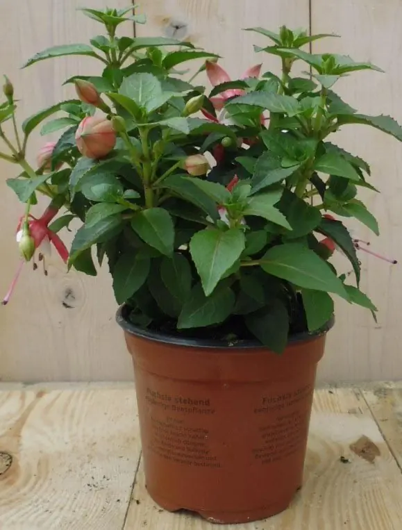 3 stuks! Fuchsia licht-roze Warentuin Natuurlijk