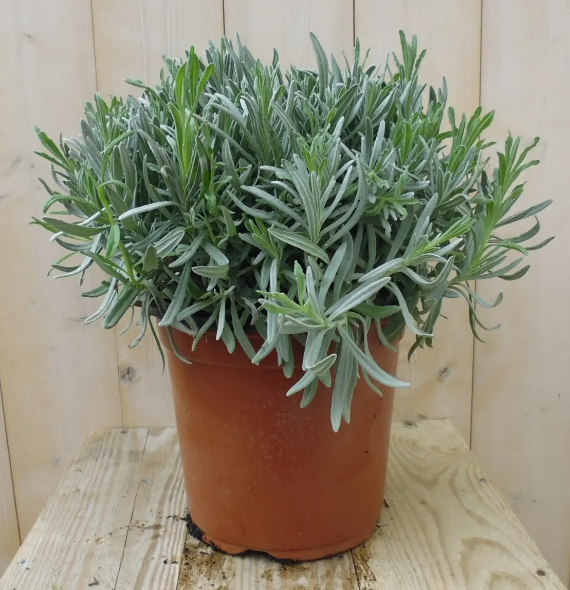 Lavendel Grote pot, totale hoogte 30 cm Lavandula Warentuin Natuurlijk