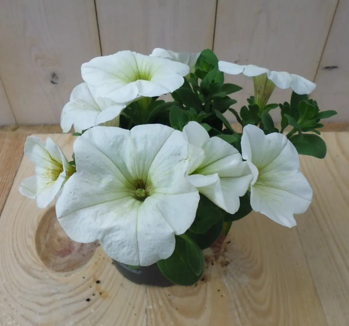 3 stuks! Petunia wit Warentuin Natuurlijk