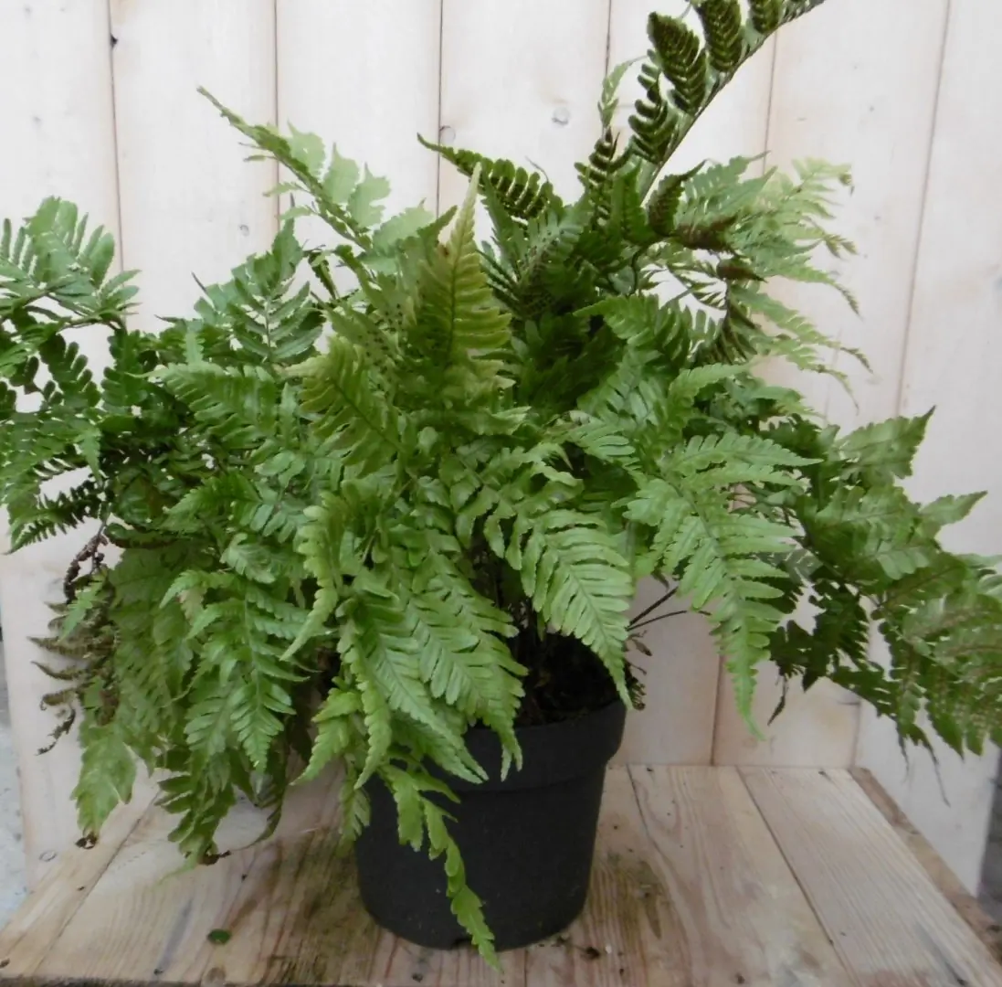 Vaste plant Tuinvaren Groot 30 cm Warentuin Natuurlijk