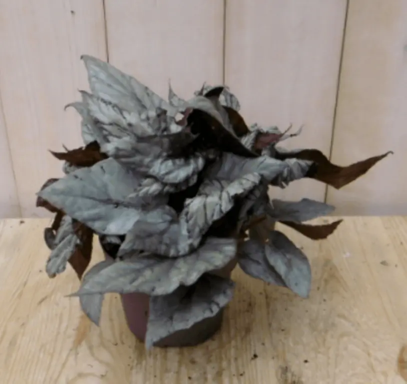 Bladbegonia Grijs kamerplant Warentuin Natuurlijk