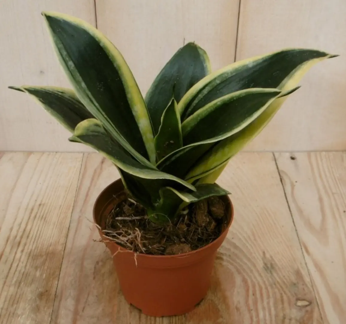 Vrouwentong Mini/Klein Sansevieria geelbont mini kamerplant Sanseveria Warentuin Natuurlijk