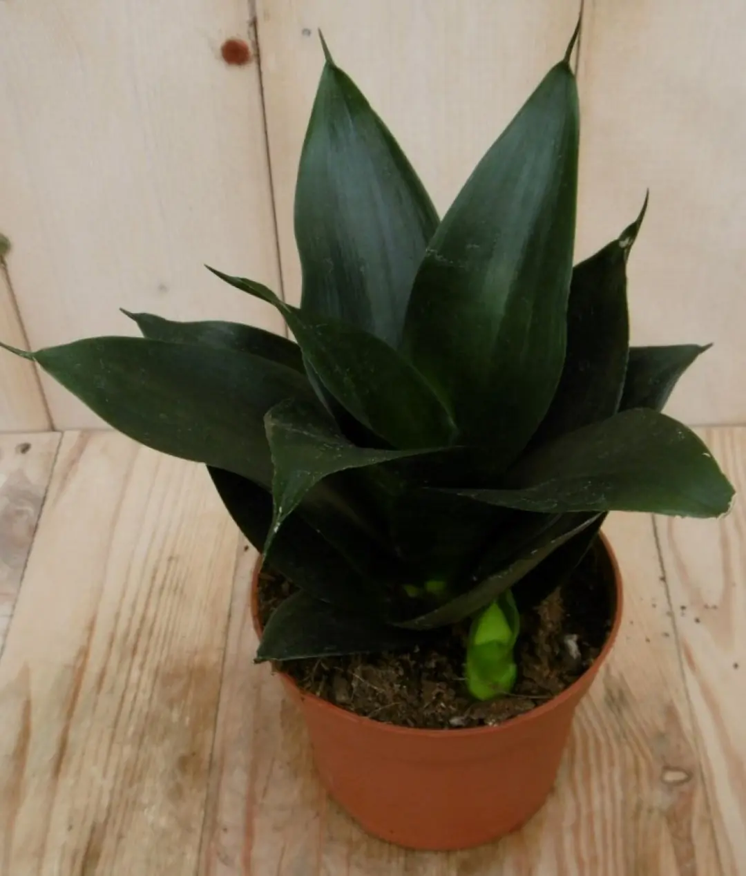 Vrouwentong Sansevieria donkergroen Mini/Klein kamerplant Sanseveria Warentuin Natuurlijk