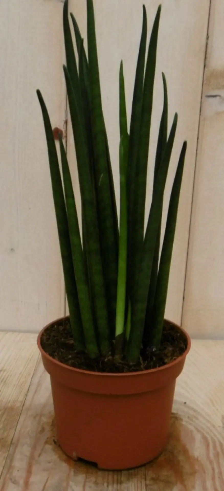 Vrouwentong Kirkii Sansevieria 30 cm kamerplant Sanseveria Warentuin Natuurlijk