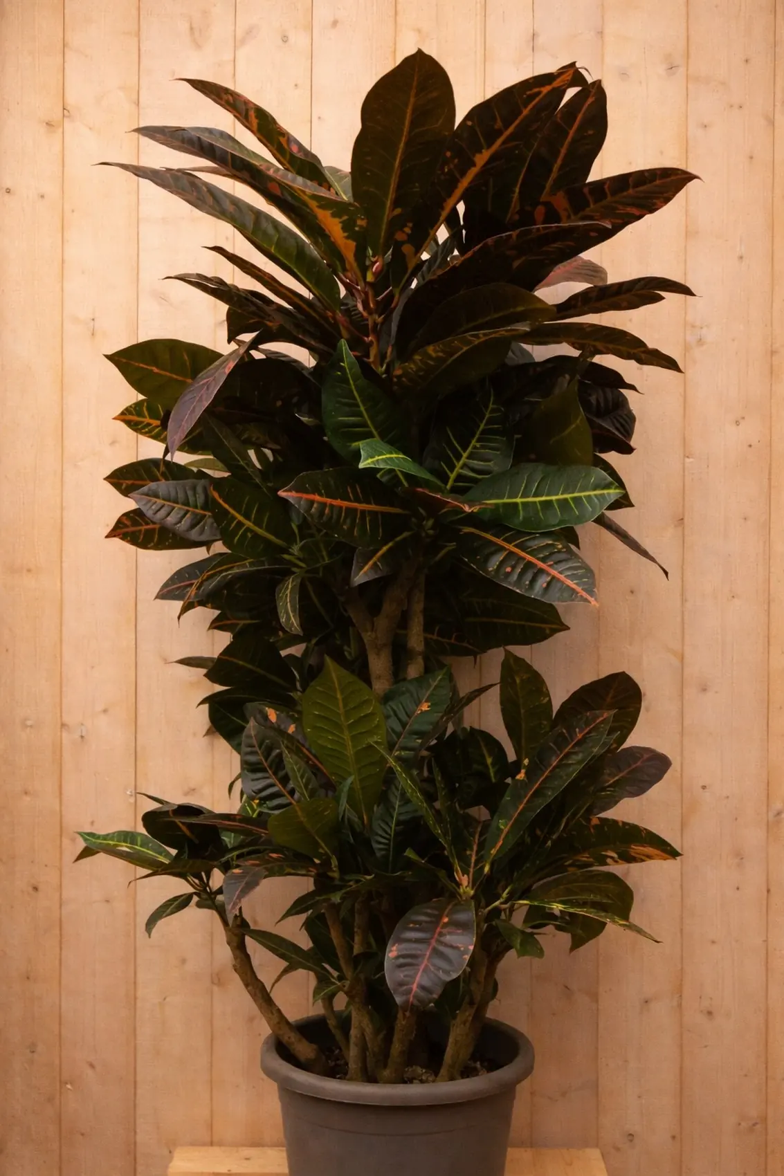 Croton Codiaeum Wonderstruik kamerplant potmaat 26 cm H100-120 cm Warentuin Natuurlijk