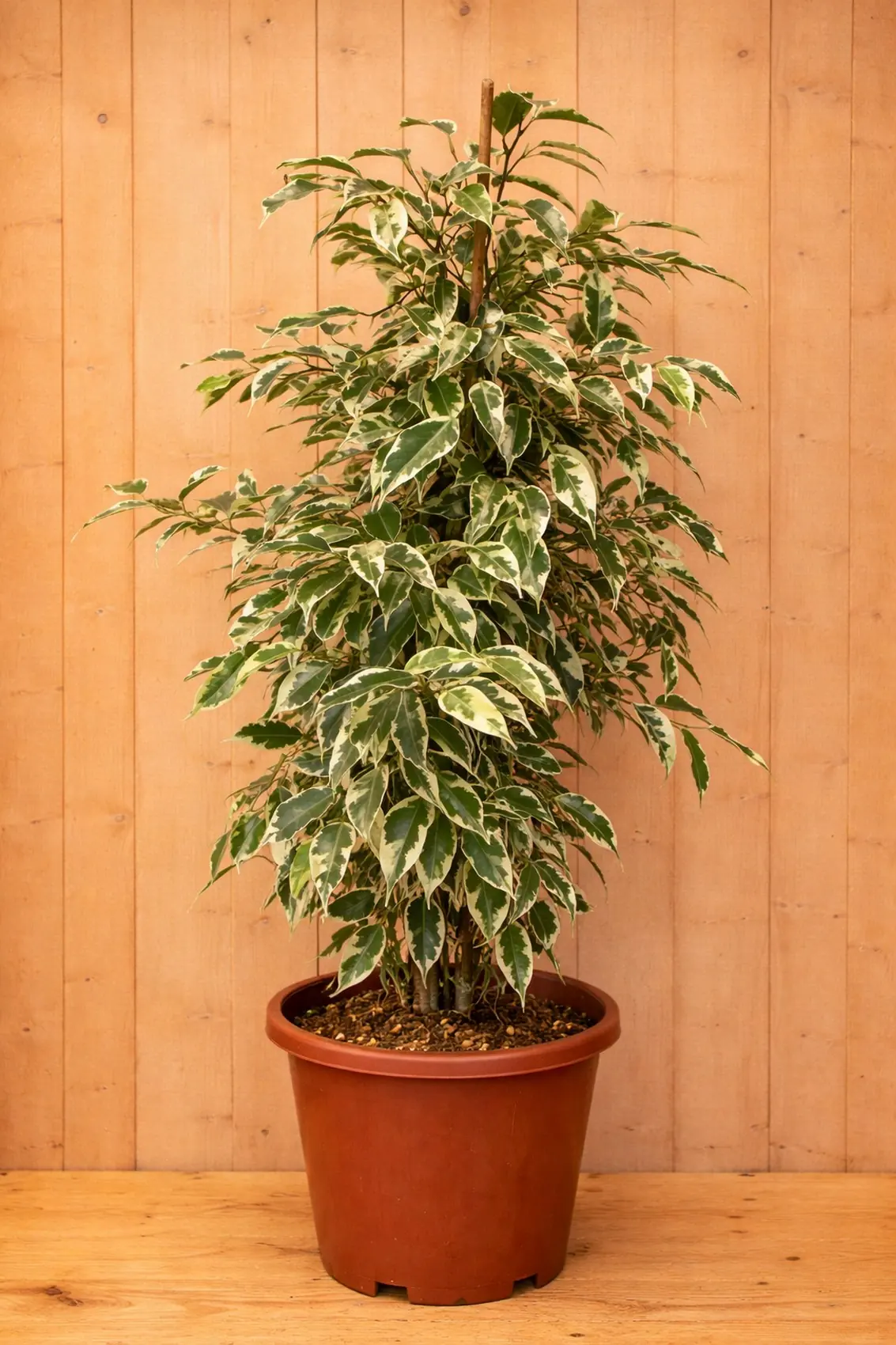 Ficus witbont Benjamina 60 cm kamerplant Vijg Warentuin Natuurlijk