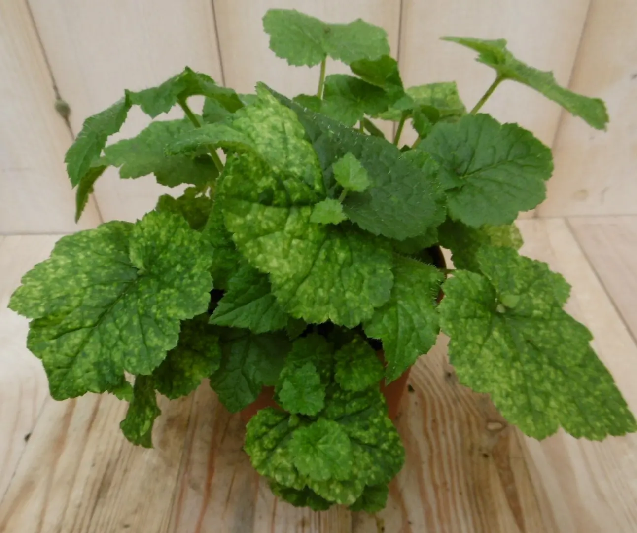 2 stuks! Kamerplant Sunny Safari Tolmiea Menziesii Kindje op moeders schoot Viridi Kindje-op-moeders-schoot Warentuin Natuurlijk