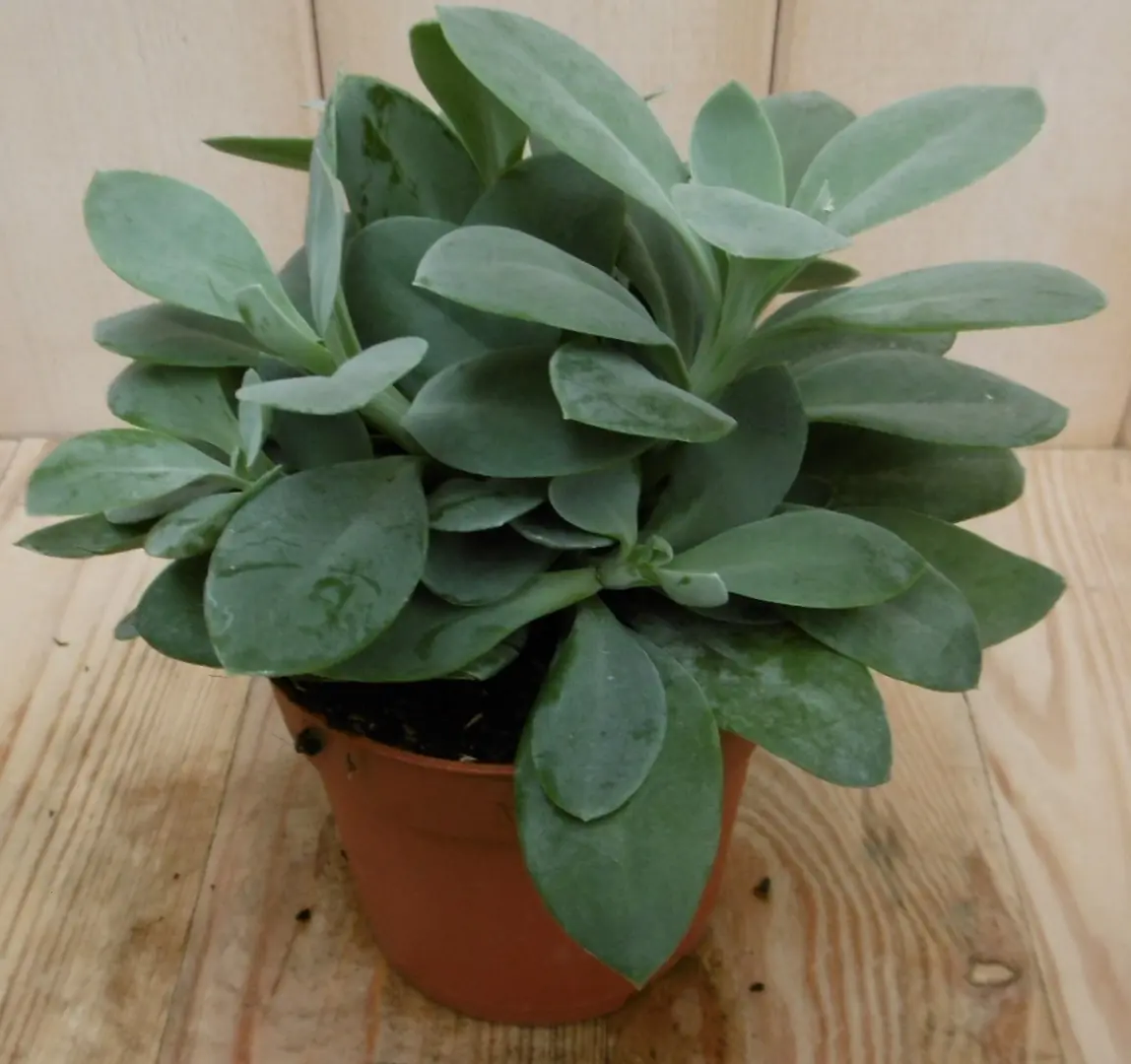 2 stuks! Kamerplant Vesuvius Flavours Senecio Cephalophorus Viridi Kruiskruid Warentuin Natuurlijk