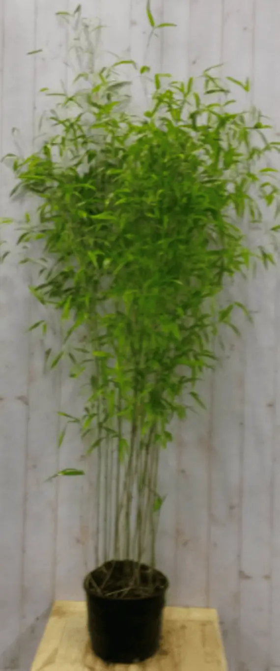 Bamboe Phyllostachys 200 cm Warentuin Natuurlijk