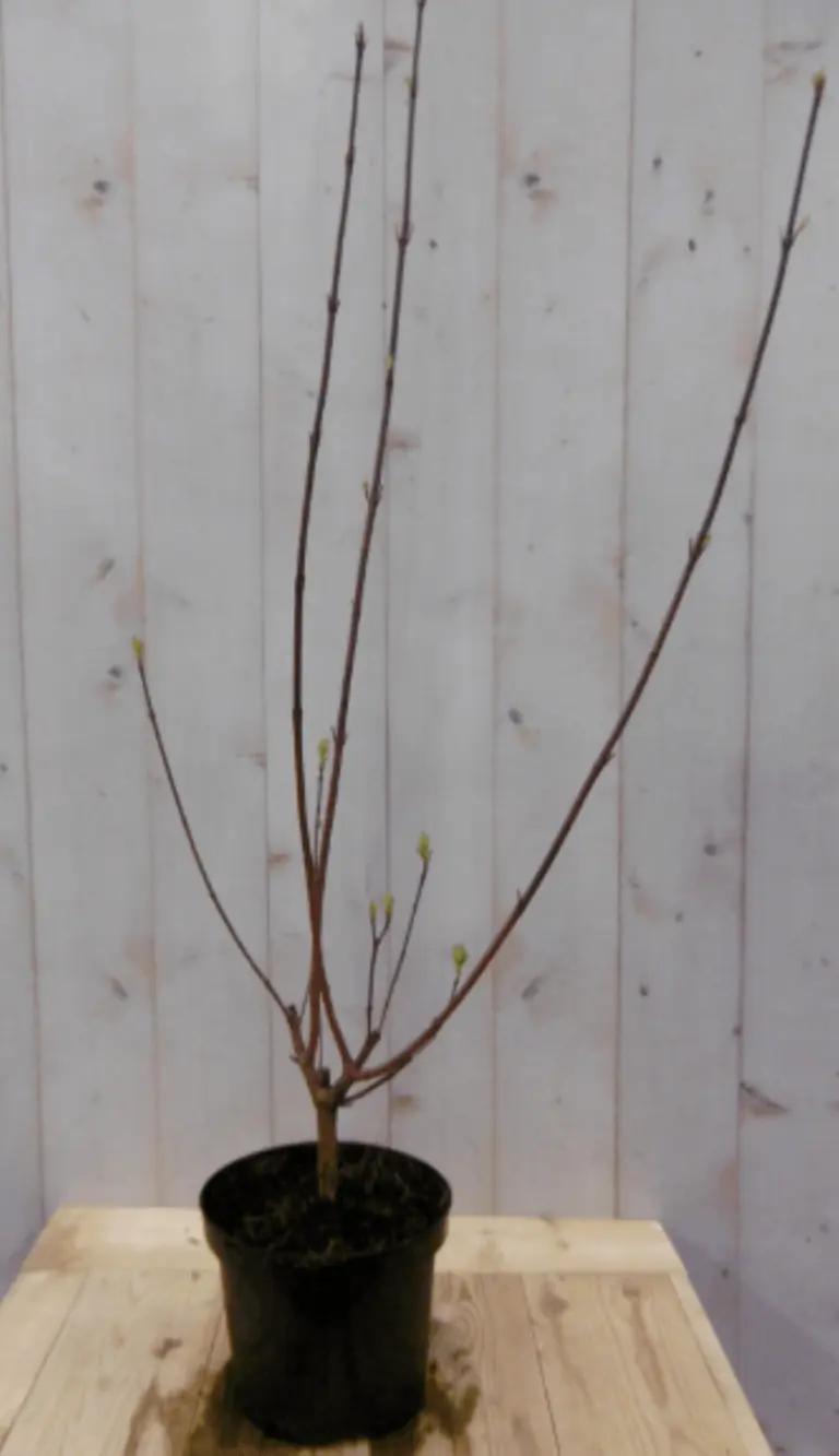 2 stuks! Cornus rood 60 cm Kornoelje Warentuin Natuurlijk