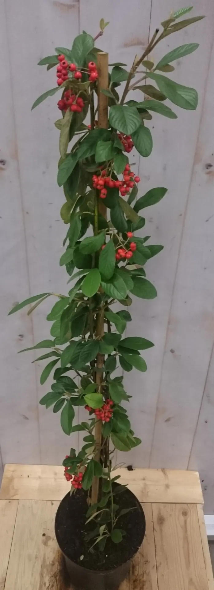 Cotoneaster Dwergmispel klimstruik 80 cm Warentuin Natuurlijk