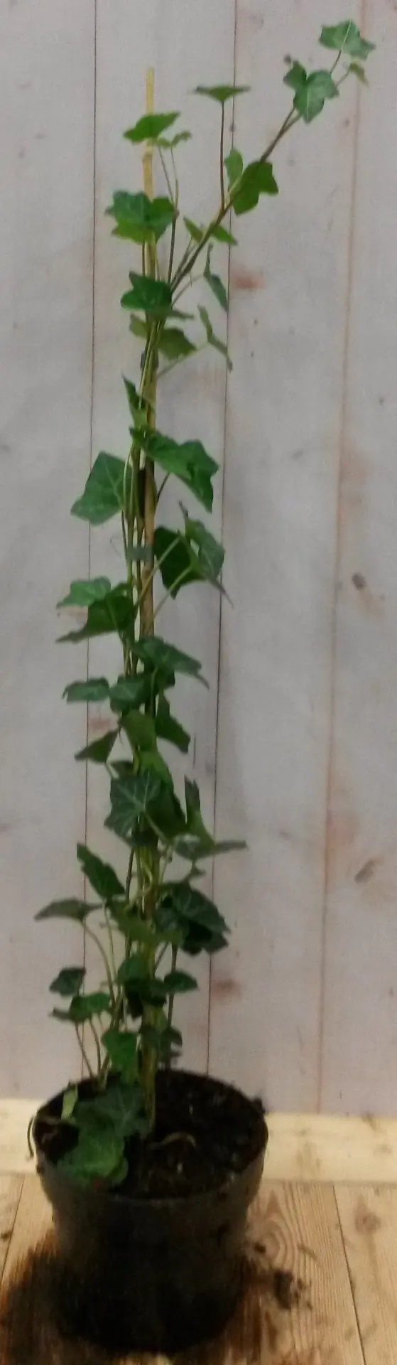 5 stuks! Klimop Hedrea 60 cm Warentuin Natuurlijk