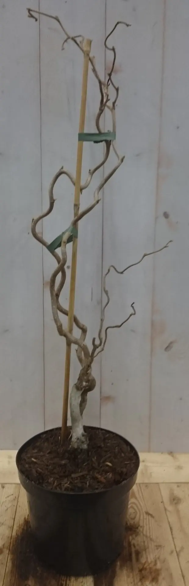 Kronkelhazelaar Corylus 50 cm Warentuin Natuurlijk