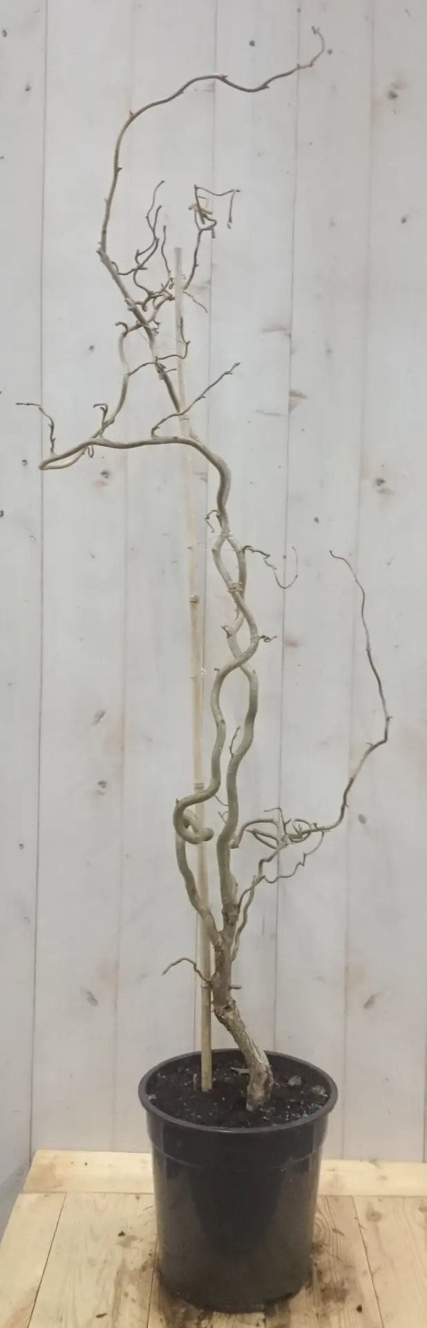 Kronkelhazelaar Corylus 80 cm Warentuin Natuurlijk