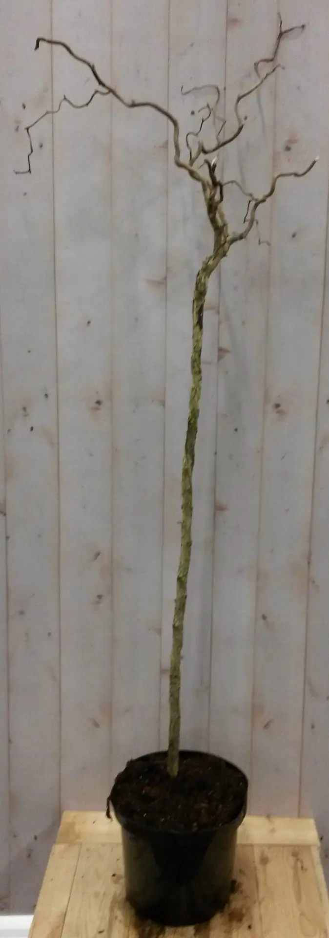 Kronkelhazelaar Corylus op 80 cm stam Warentuin Natuurlijk